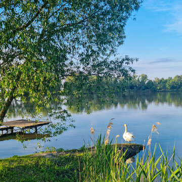 White swan standing on lakeshore near reeds and willow tree beside wooden dock