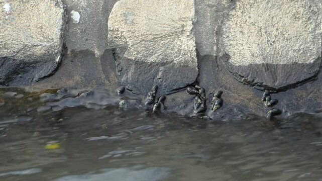 Freshwater snails Melanoides tuberculata clinging to a concrete river wall in Southeast Asia during daytime, showcasing aquatic life adapting to urbanized riverbanks.