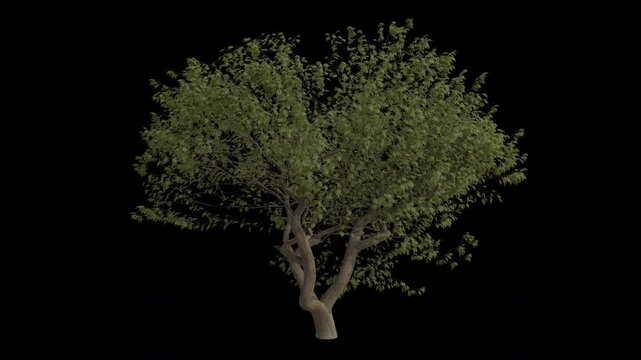 European Ash Tree Swaying in Wind Loop Animation with Alpha Channel. Wind Blows The Common Ash Tree. Fraxinus Excelsior Tree Leaves Swaying. Animated Tree Branches Moving in Breeze. Transparent BG. Lo