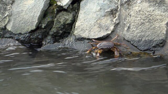 Freshwater crab Parathelphusa convexa clinging to a concrete river wall in Southeast Asia during daytime, showcasing urban wildlife adapting to habitat changes and environmental shifts.