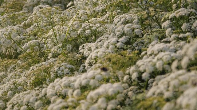 beautiful flowering plant Aegop&oacute;dium close up