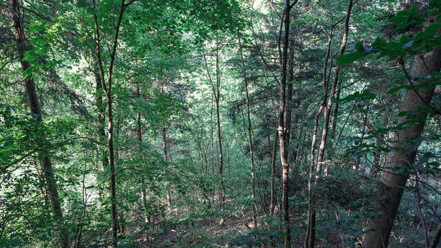 Dense green forest with thin tree trunks