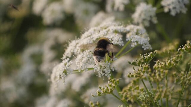 A bumblebee takes nectar from flowers.