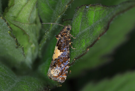 Epiblema sticticana, kleiner bunter Nachtfalter aus der Familie der Wickler (Tortricidae). Fl&uuml;gelspannweite bis 20 mm.