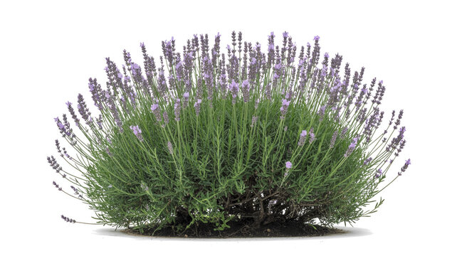 Lush Blooming Lavender Bush with Vibrant Purple Flowers Isolated on a Clean White Background for Garden Design