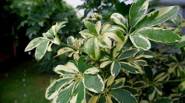 Medium shot of variegated schefflera arboricola (umbrella tree) bush in summer rain with falling raindrops in background.