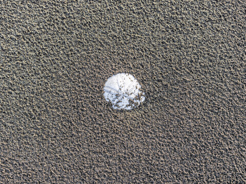 Sand dollar partially covered in textured sand