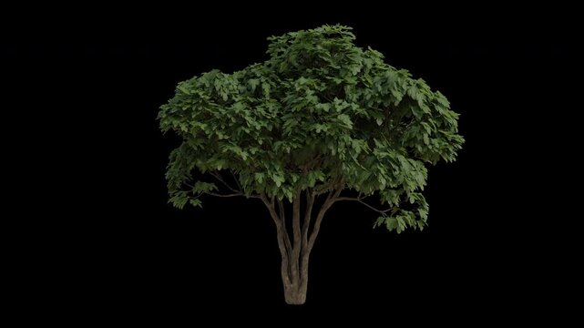 Common Fig Tree Swaying in Wind Loop Animation with Alpha Channel. Wind Blows The Anjeer Tree. Ficus Carica Tree Leaves Swaying. Animated Tree Branches Moving in Breeze. Transparent BG. Loop Animation