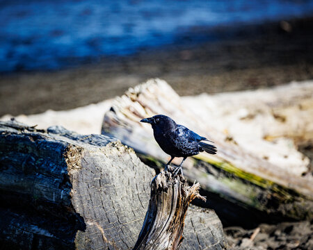 Captivating Crow watching