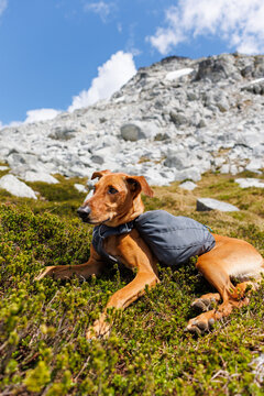 Dog with backpack in high alpine
