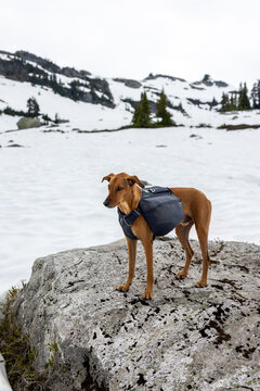 Dog hiking with backpage in alpine snow