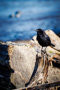 A crow on wood, infront of ocean