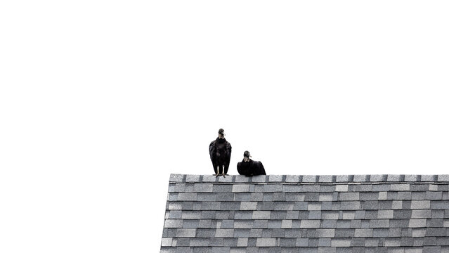 Two vultures sitting in the corner of a house.