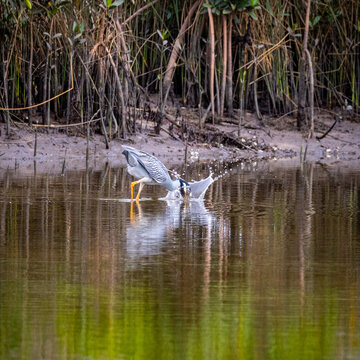 Crane fishing crabs in estuary
