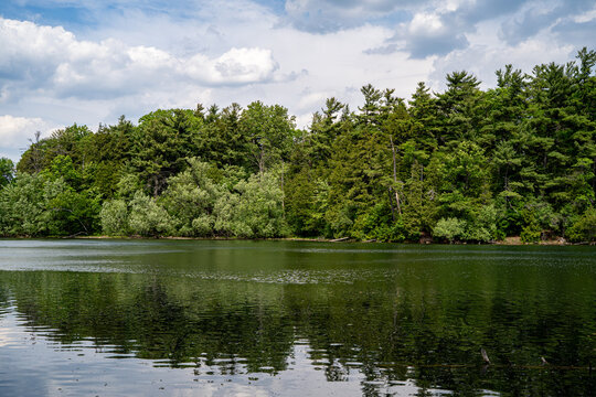 View of forest shoreline reflected on a lake in Canada.