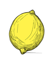 Cytryna ilustracja rysunek