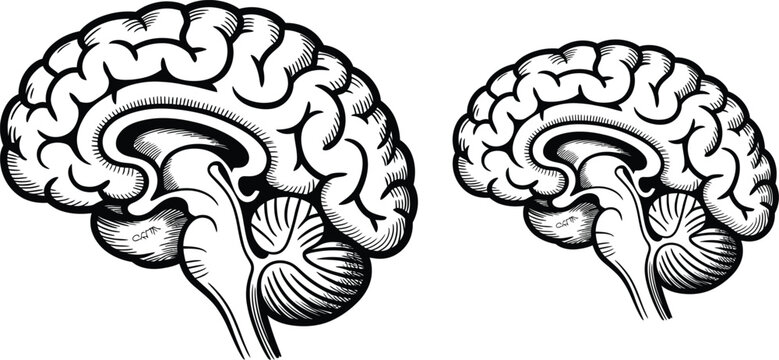 Brain, human brain, cerebral, anatomy, medical illustration, black and white, vector graphics, 2 brains, neuroscience, education