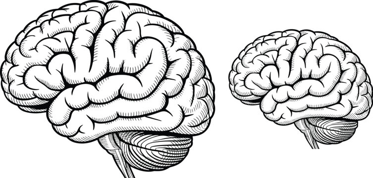 Brain, human brain, cerebral, anatomy, black and white, vector illustration, medical, neuroscience, education