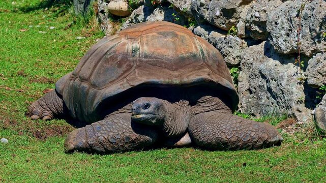 The Aldabra giant tortoise (Aldabrachelys gigantea) on Curieuse island (the site of a successful wild tortoise conservation program) of Praslin island in the Seychelles