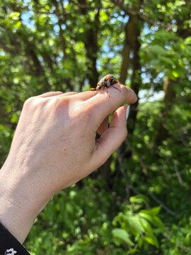 Connection with nature: May bug on human hand