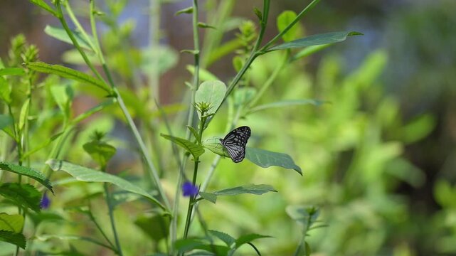 Blue tiger butterfly take off and flying video in slow motion.
