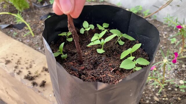 Several small green plant seedlings grow thriving in a black polybag filled with fertile soil. Midway through the video, a person is seen inserting a small wooden stick into the soil.