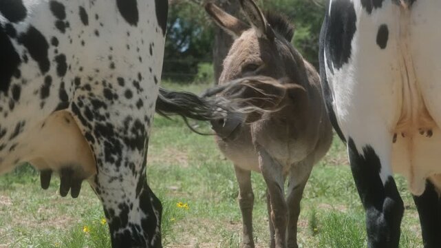 Miniature donkey standing between two cows in a green pasture