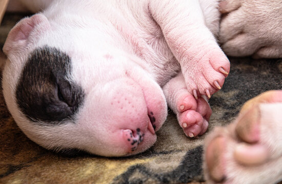 Close-up of a sleeping newborn puppy with pink paws