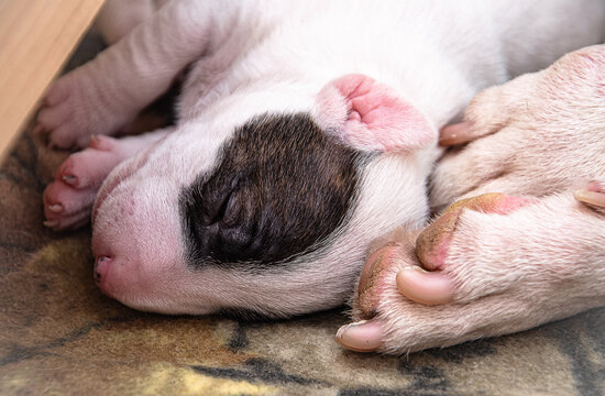 Cute pink paws of newborn miniature bull terrier puppies sleeping on a blanket