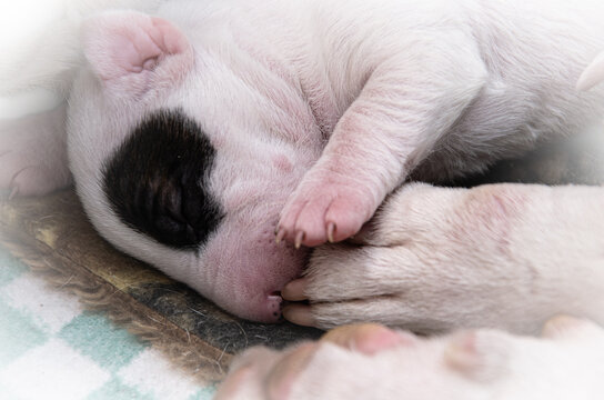 A sleeping newborn puppy with a black spot around his eye holds onto his mother's huge paw with his little paw.