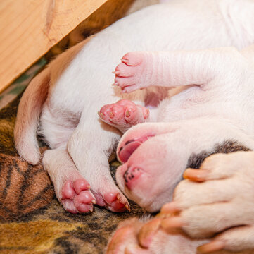 Cute pink paws of newborn miniature bull terrier puppies sleeping on a blanket