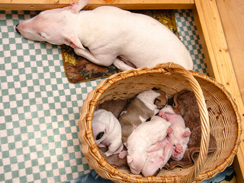 A white bull terrier mother and newborn puppies sleeping in a wicker basket