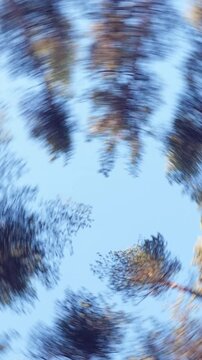 Top of pine trees in the forest. View from bottom. Vertical footage
