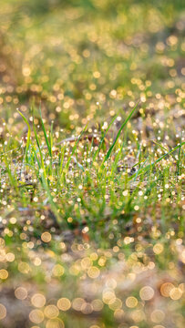 Close-up of sparkling dew drops on green grass with beautiful bokeh. Vertical backdrop for social media stories and mobile wallpaper. Fresh morning moisture with professional lens blur effect