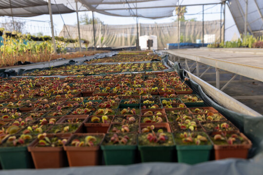 Small plastic pots are filling raised propagation benches in greenhouse, with shade cloth overhead