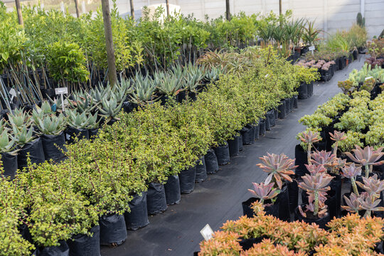 Plants in black grow bags are filling nursery aisle on landscape fabric with white tags