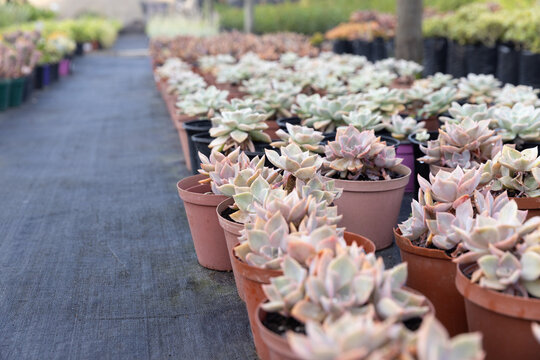 Pale green rosette succulents are lining rows of plastic pots on black fabric, creating depth