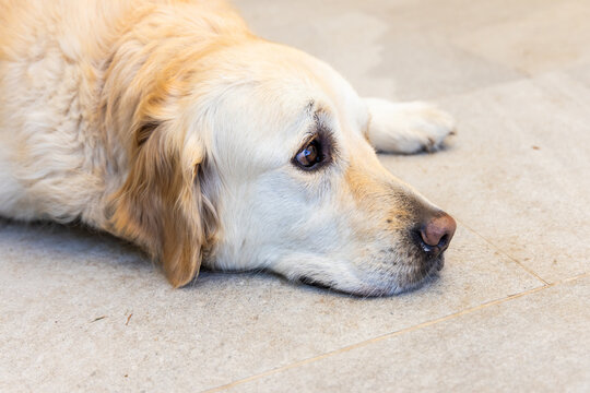 Light golden dog lying on light-toned tile floor at home, eyes looking toward right, grout lines