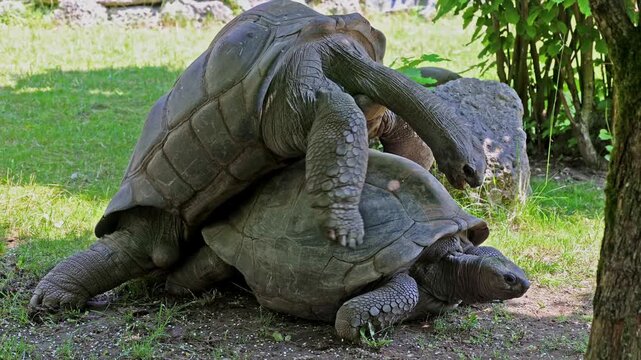 Mating behavior of the Aldabra giant tortoise (Aldabrachelys gigantea) on Curieuse island (the site of a successful wild tortoise conservation program) of Praslin island in the Seychelles