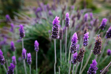 Obraz premium Close-up of Lavandula stoechas flower spikes.