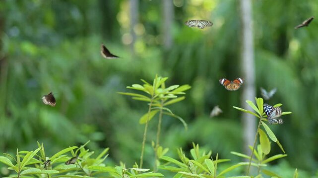 Many butterflies species from western ghats such as blue tiger butterfly, common crow butterfly, glassy tiger butterfly and common tiger butterfly in slow motion.