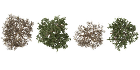 Fototapeta premium Collection of Commiphora plants isolated on white background from the top view