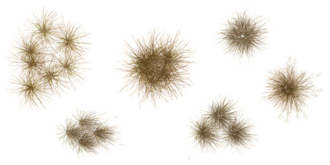 Obraz premium Collection of Eragrostis,Hilaria plants isolated on white background from the top view
