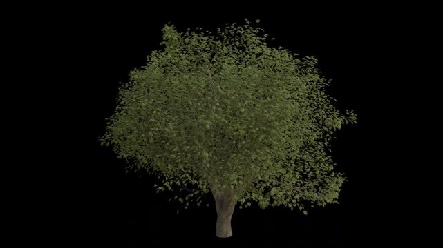 European Ash Tree Swaying in Wind Loop Animation with Alpha Channel. Wind Blows The Common Ash Tree. Fraxinus Excelsior Tree Leaves Swaying. Animated Tree Branches Moving in Breeze. Transparent BG. Lo