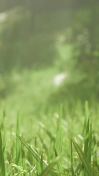 The grass glistens with morning dew in a peaceful park during early hours. Sunlight filters through trees, creating a tranquil atmosphere perfect for nature lovers.