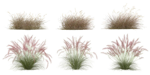 Obraz premium Collection of Muhlenbergia,Hilaria plants isolated on white background