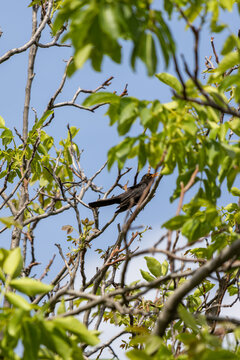 Bird perched among green foliage