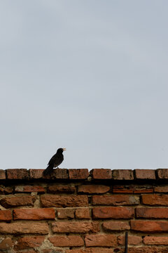 Bird silhouette on brick wall