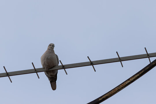 Dove perched on rooftop antenna