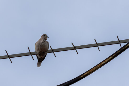 Bird perched on television antenna
